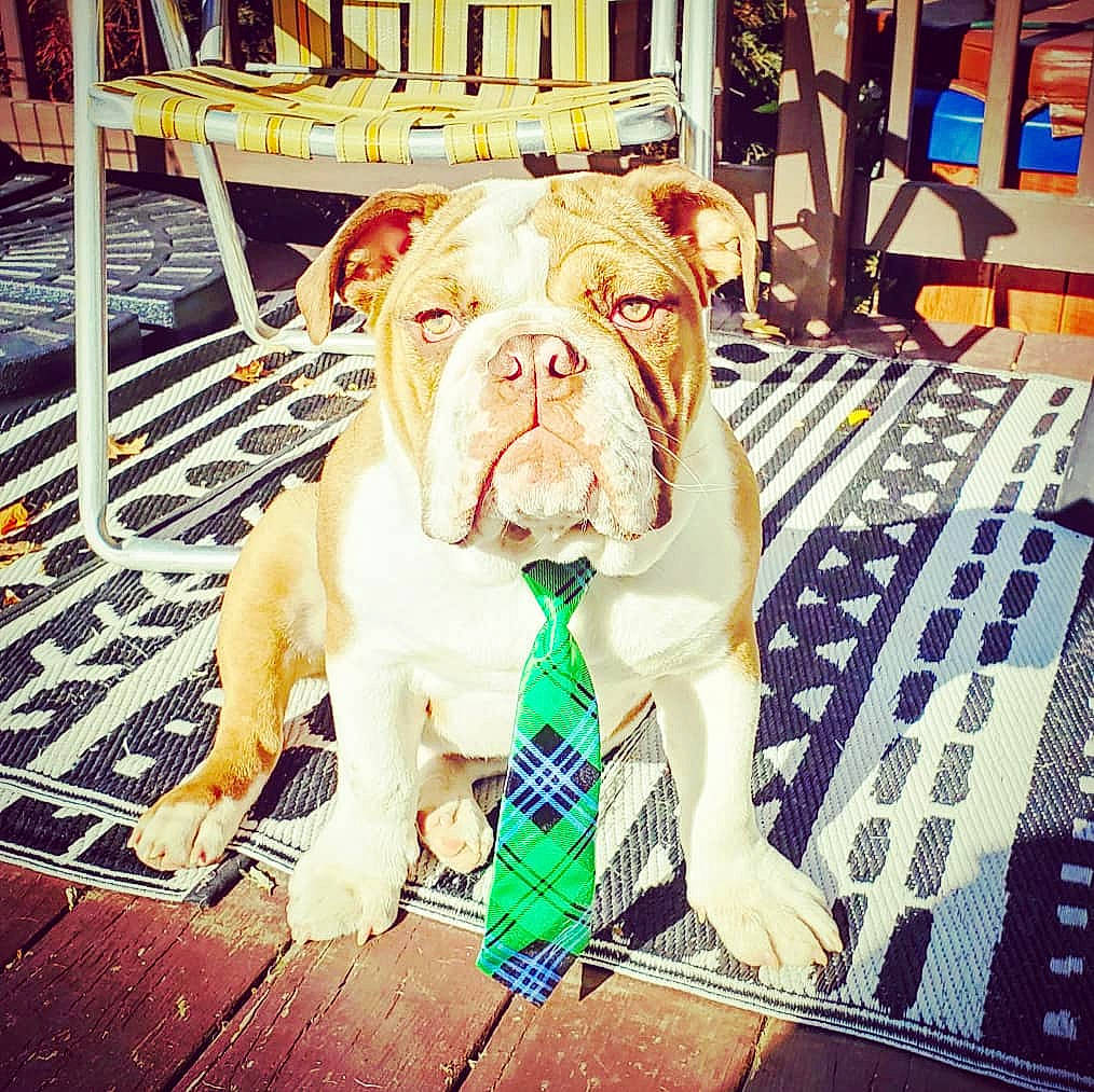 Frank-the-doof joined the competition — help win amazing prizes! bulldog, canidae, carnivore, companion_dog, dog, dog_breed, fawn, floor, flooring, happy, leisure, sky, snout, sporting_group, square, white_english_bulldog, window, wood, working_animal, wrinkle