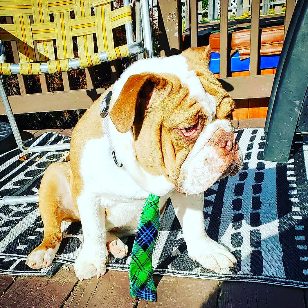 Frank-the-doof is registered to the contest to win money with this photo: ancient_dog_breeds, bulldog, canidae, carnivore, collar, companion_dog, dog, dog_breed, dog_collar, fawn, flooring, fur, leash, non_sporting_group, snout, sporting_group, white_english_bulldog, working_animal, working_dog, wrinkle