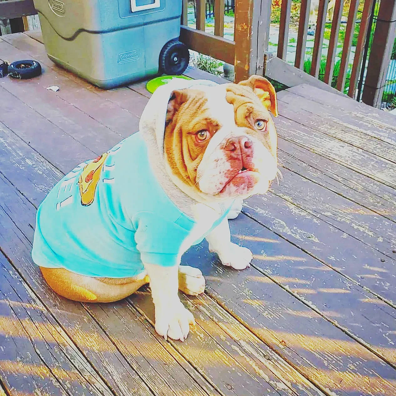 Frank-the-doof is registered to the contest to win money with this photo: blue, bulldog, cabinetry, carnivore, companion_dog, dog, dog_breed, drawer, electric_blue, fawn, floor, flooring, grass, hardwood, snout, sporting_group, waste_containment, wood, working_animal, wrinkle