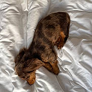 Maya a rejoint le concours — aidez-le/la à gagner de superbes lots ! puppy, dog, sleeping, curled_up, brown_fur, long_ears, small_dog, animal, pet, nap, bed, white_bedding, blanket, indoors, cozy, cute, relaxed, peaceful, top_down_view, photography