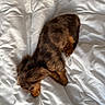 puppy, dog, sleeping, curled_up, brown_fur, long_ears, small_dog, animal, pet, nap, bed, white_bedding, blanket, indoors, cozy, cute, relaxed, peaceful, top_down_view, photography