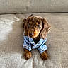 Maya a rejoint le concours — aidez-le/la à gagner de superbes lots ! puppy, dog, brown_fur, blue_outfit, clothing, sofa, couch, indoor, portrait, sitting, floppy_ears, brown_eyes, paws, cute, adorable, pet, companion_animal, soft_lighting, home, close_up