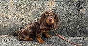 Maya a rejoint le concours — aidez-le/la à gagner de superbes lots ! dog, puppy, long_eared_dog, brown_dog, chocolate_brown, sitting, pet, leash, collar, outdoor, stone_wall, pavement, portrait, looking_at_camera, floppy_ears, small_dog, animal, companion, rustic_background, photography