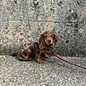 dog, puppy, long_eared_dog, brown_dog, chocolate_brown, sitting, pet, leash, collar, outdoor, stone_wall, pavement, portrait, looking_at_camera, floppy_ears, small_dog, animal, companion, rustic_background, photography