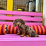 Maya a rejoint le concours — aidez-le/la à gagner de superbes lots ! dog, dachshund, puppy, sitting, portrait, pet, brown_fur, long_ears, collar, tag, bench, pink, colorful, striped_cushion, cafe, window, outdoor, urban, metal_equipment, cute