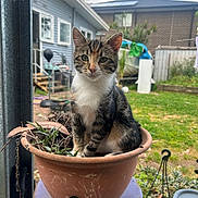 Princess joined the competition — help win amazing prizes! animal, backyard, cat, clay_pot, container, curious, domestic_cat, feline, garden, grass, greenery, house, nature, outdoor, pet, plant_pot, purple_stool, sitting, tabby_cat, window