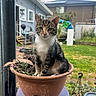animal, backyard, cat, clay_pot, container, curious, domestic_cat, feline, garden, grass, greenery, house, nature, outdoor, pet, plant_pot, purple_stool, sitting, tabby_cat, window
