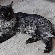 Sauron a rejoint le concours — aidez-le/la à gagner de superbes lots ! animal, black_cat, cat, ears, feline, floor, fluffy, gothic, green_eyes, indoors, longhaired_cat, lounging, lying_down, monochrome, pet, portrait, relaxed, tail, whiskers, wooden_floor