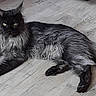 animal, black_cat, cat, ears, feline, floor, fluffy, gothic, green_eyes, indoors, longhaired_cat, lounging, lying_down, monochrome, pet, portrait, relaxed, tail, whiskers, wooden_floor