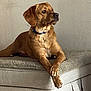 animal, brown_dog, canine, collar, crossed_paws, cushion, dog, domestic_animal, ear_flaps, furniture, indoor, looking_away, lounge, mammal, ottoman, pet, quiet, relaxed, short_fur, thoughtful
