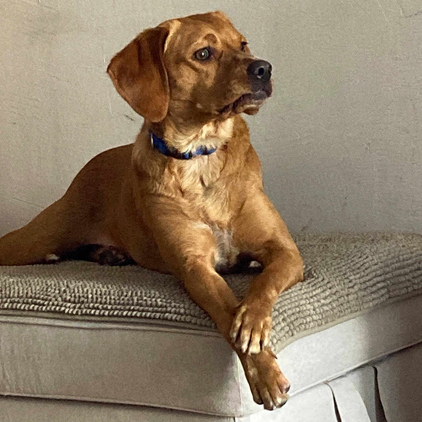 Glaz participe au concours pour gagner de l'argent avec cette photo : animal, brown_dog, canine, collar, crossed_paws, cushion, dog, domestic_animal, ear_flaps, furniture, indoor, looking_away, lounge, mammal, ottoman, pet, quiet, relaxed, short_fur, thoughtful