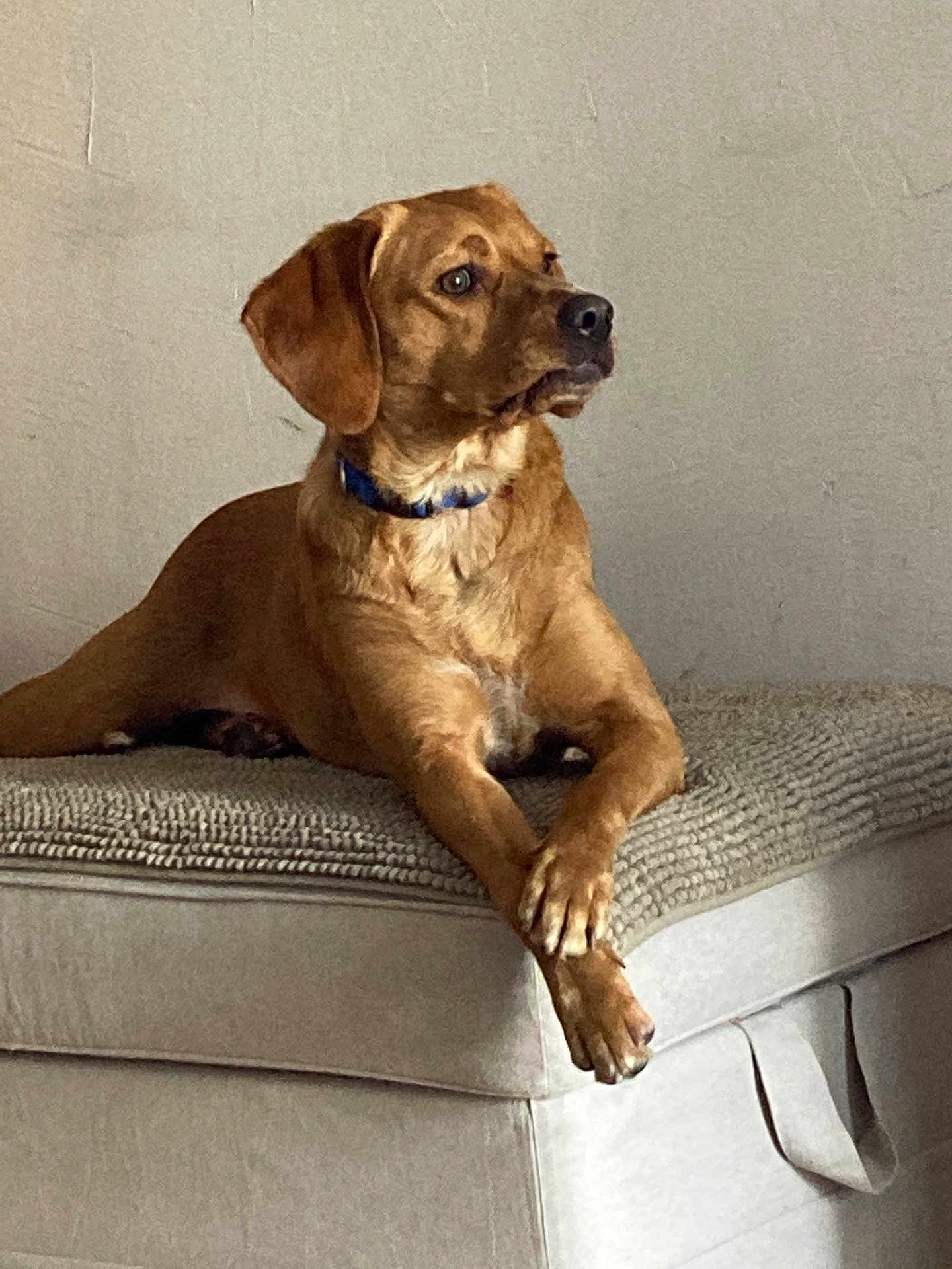 Glaz participe au concours pour gagner de l'argent avec cette photo : animal, brown_dog, canine, collar, crossed_paws, cushion, dog, domestic_animal, ear_flaps, furniture, indoor, looking_away, lounge, mammal, ottoman, pet, quiet, relaxed, short_fur, thoughtful