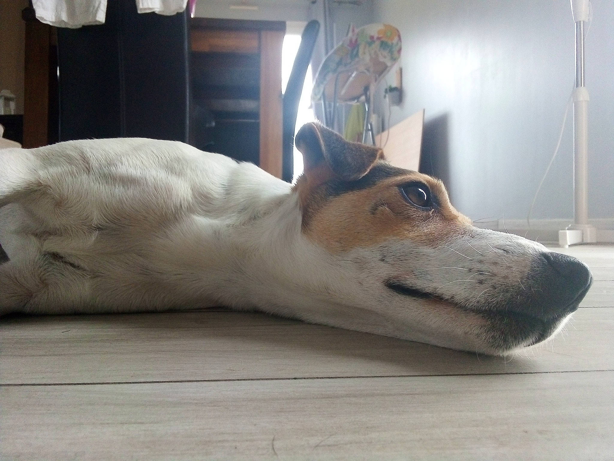 Nitro a rejoint le concours — aidez-le/la à gagner de superbes lots ! canidae, carnivore, companion_dog, dog, dog_breed, fawn, floor, mammal, nose, smooth_collie, snout, whiskers