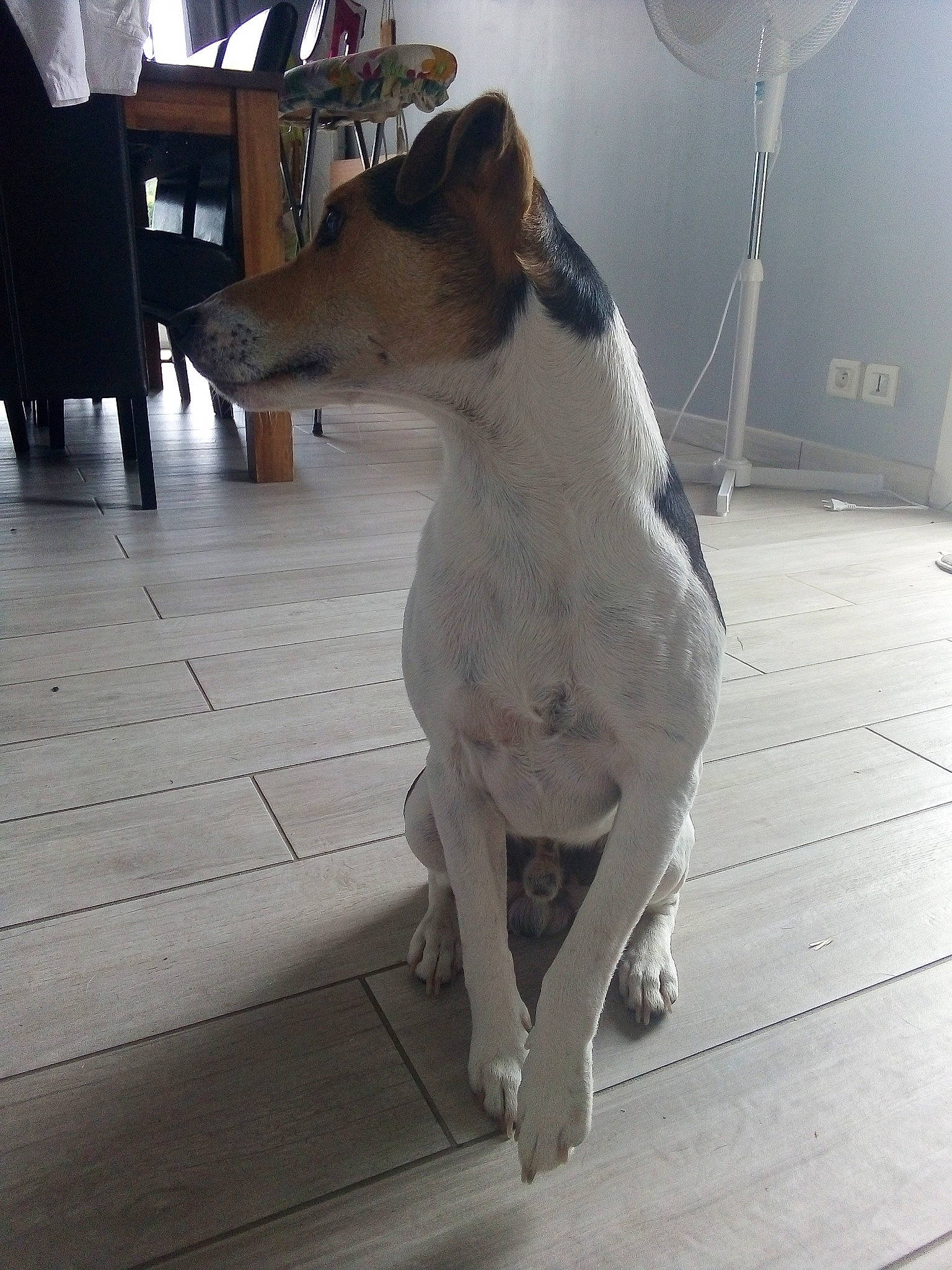 Nitro participe au concours pour gagner de l'argent avec cette photo : brazilian_terrier, canidae, carnivore, chilean_fox_terrier, dog, dog_breed, fawn, feist, fox_terrier, mammal, rare_breed_dog, ratonero_bodeguero_andaluz, smooth_collie, smooth_fox_terrier, snout, tail, teddy_roosevelt_terrier, tenterfield_terrier, vertebrate