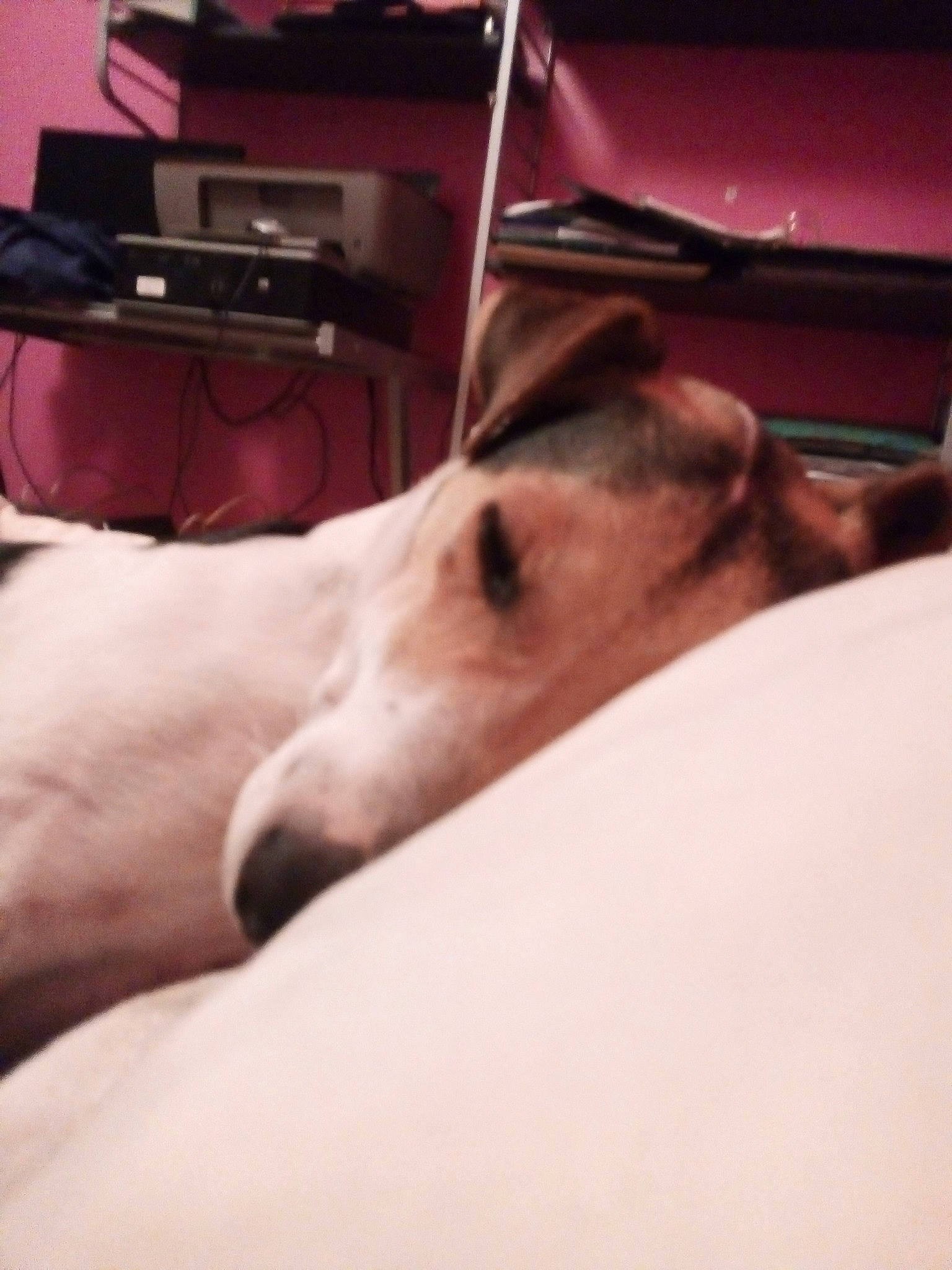 Nitro participe au concours pour gagner de l'argent avec cette photo : canidae, carnivore, companion_dog, dog, dog_breed, ear, fox_terrier, greyhound, italian_greyhound, lurcher, mammal, russell_terrier, saluki, sighthound, smooth_fox_terrier, snout, whippet