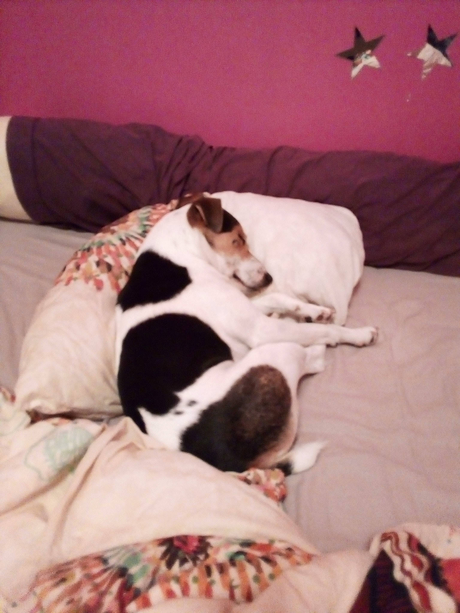 Nitro a rejoint le concours — aidez-le/la à gagner de superbes lots ! bed, bed_sheet, canidae, carnivore, comfort, companion_dog, danish_swedish_farmdog, dog, dog_breed, french_bulldog, furniture, linens, mammal, nap, non_sporting_group, pointer, puppy, puppy_love, sporting_group