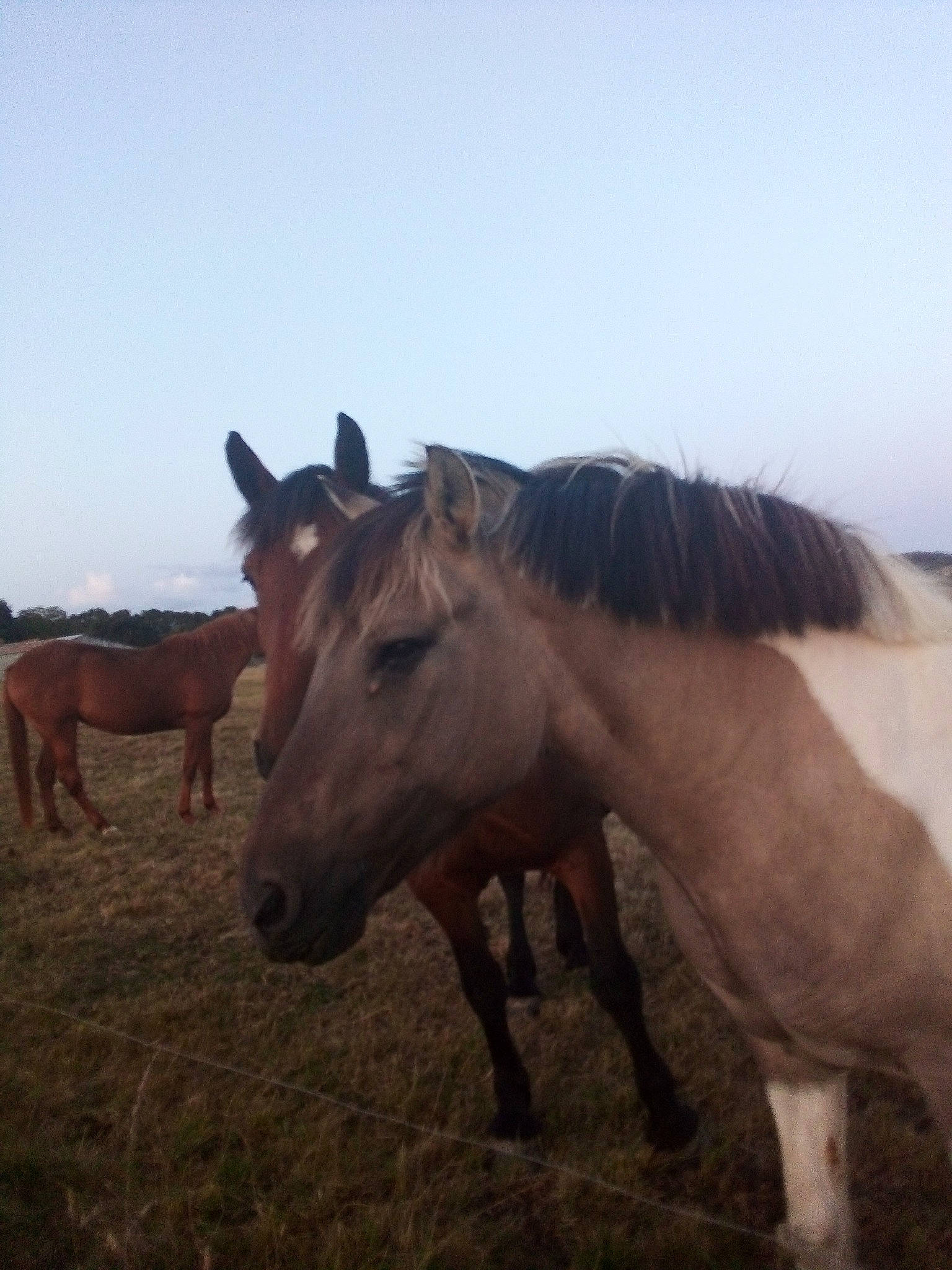 Kangoo a rejoint le concours — aidez-le/la à gagner de superbes lots ! herd, horse, livestock, mammal, mane, mare, mustang_horse, pasture, pony, sky, snout, stallion, terrestrial_animal, vertebrate, wildlife