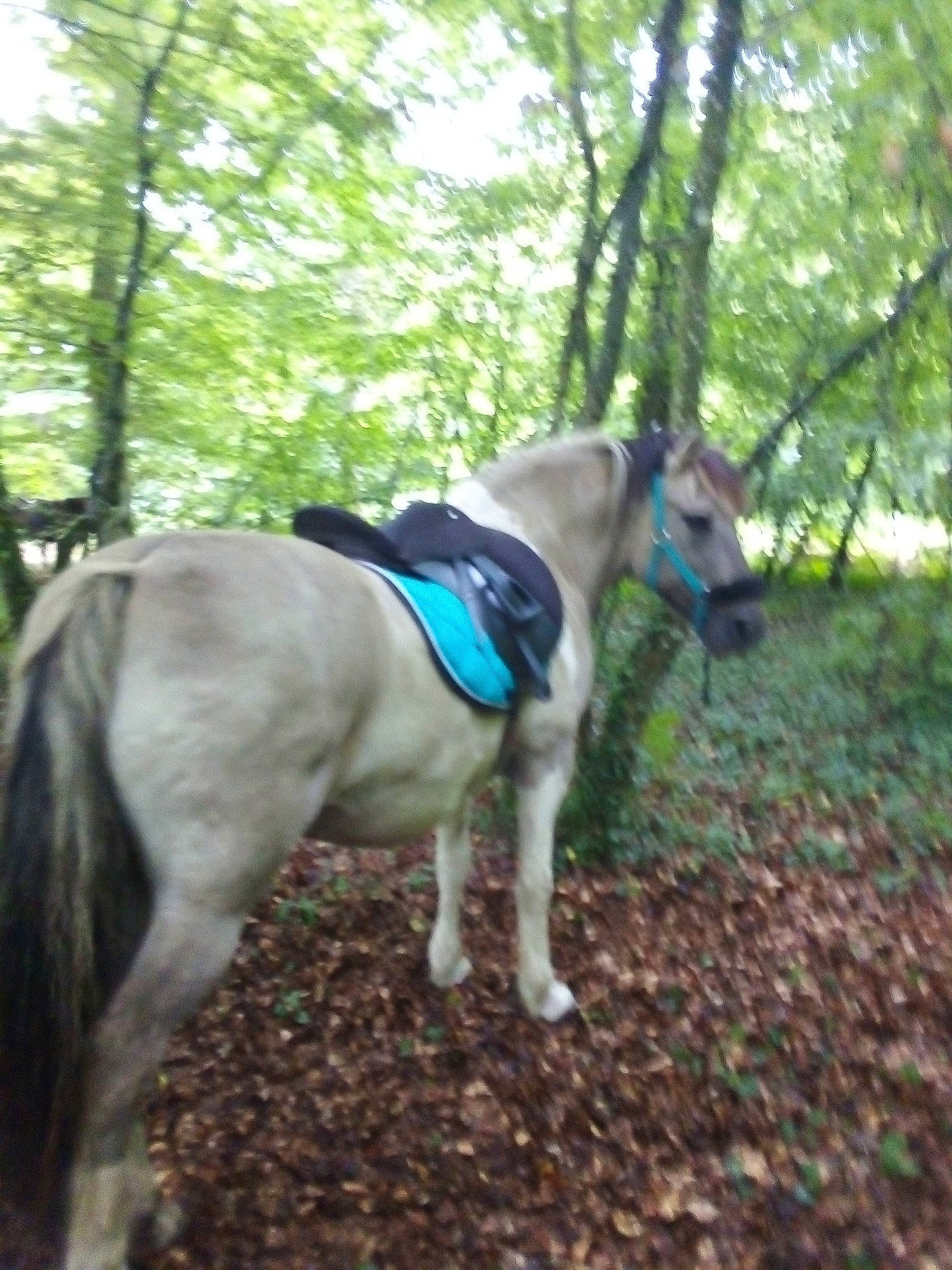 Kangoo participe au concours pour gagner de l'argent avec cette photo : adventure, bridle, canidae, carnivore, dog, dog_breed, fawn, forest, horse, horse_tack, mammal, snout, sporting_group, trail, tree, woodland, working_animal