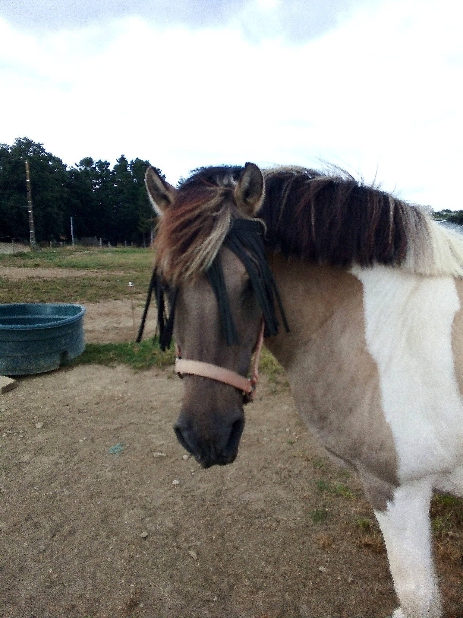 Kangoo a rejoint le concours — aidez-le/la à gagner de superbes lots ! bridle, horse, horse_supplies, horse_tack, livestock, mammal, mane, mare, mustang_horse, pack_animal, pony, rein, snout, stallion, vertebrate, working_animal