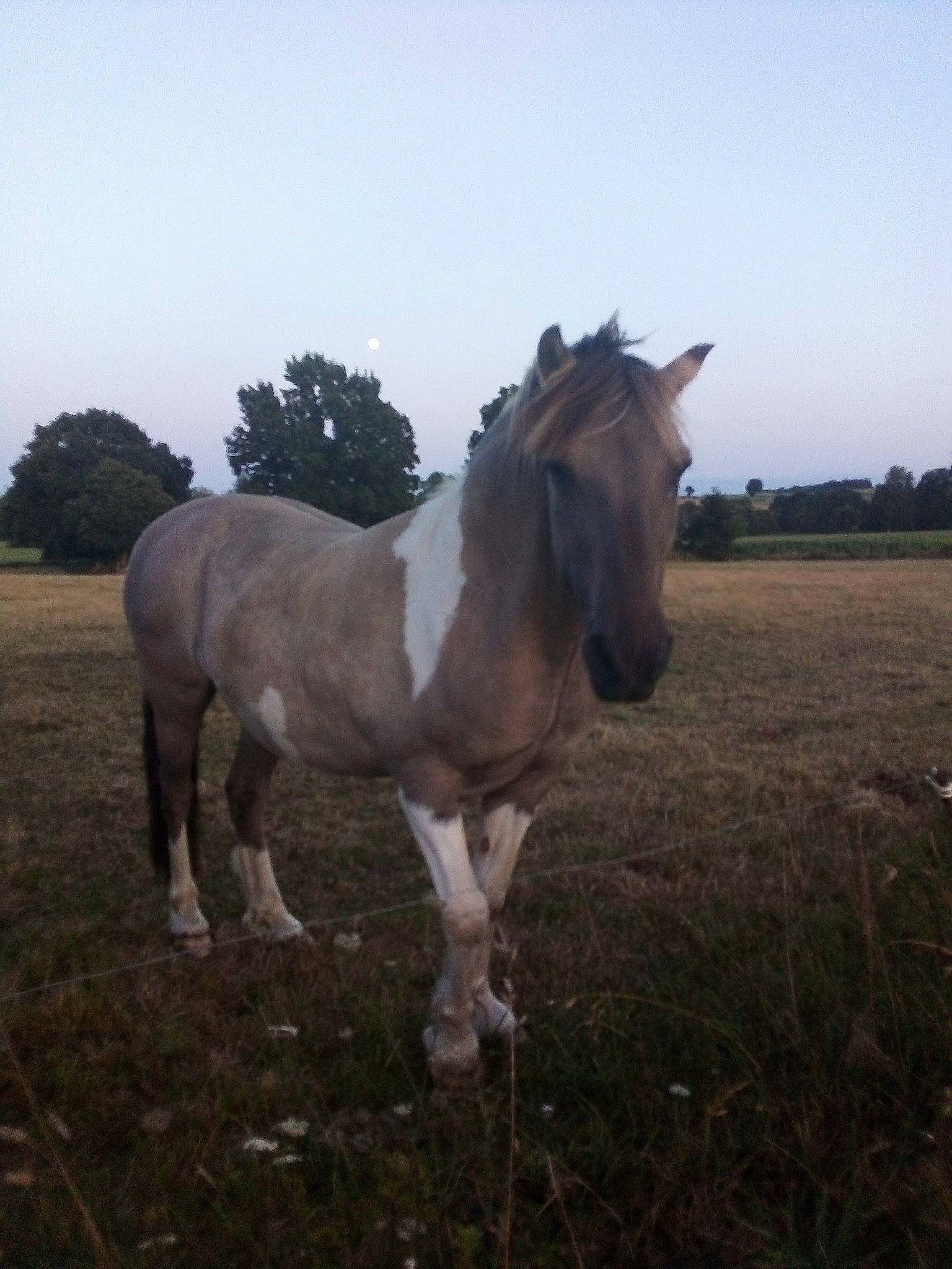 Kangoo participe au concours pour gagner de l'argent avec cette photo : colt, farm, grassland, horse, livestock, mammal, mane, mare, mustang_horse, pack_animal, pasture, plain, pony, rural_area, sky, snout, stallion, vertebrate
