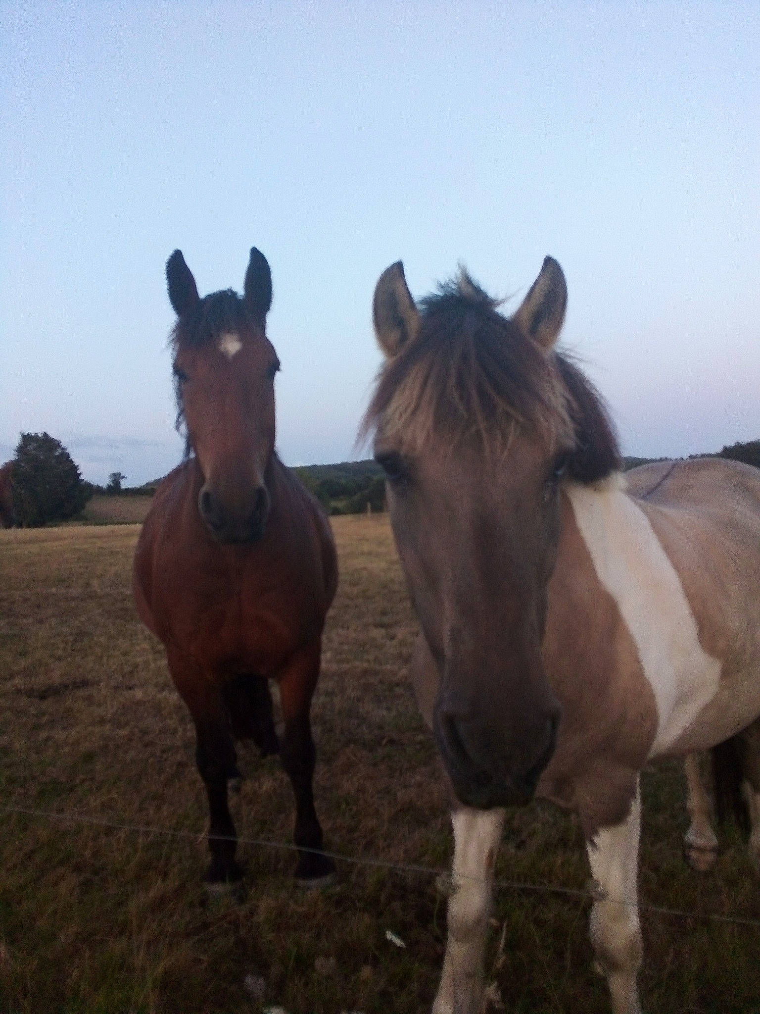 Kangoo participe au concours pour gagner de l'argent avec cette photo : herd, horse, liver, livestock, mammal, mane, mare, mustang_horse, pack_animal, pasture, sky, snout, sorrel, stallion, vertebrate