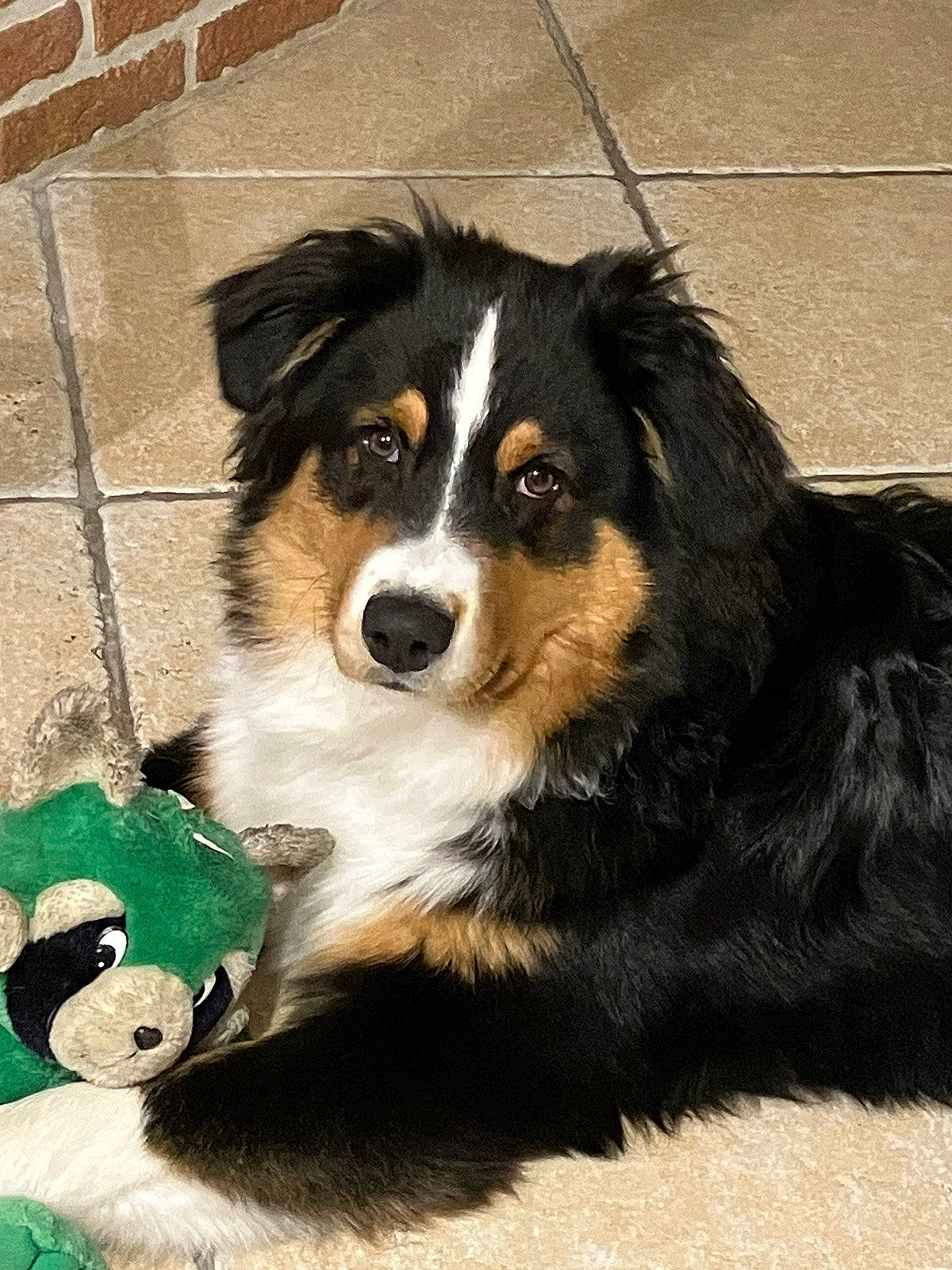 Taz participe au concours pour gagner de l'argent avec cette photo : bernese_mountain_dog, brick, brickwork, carnivore, companion_dog, dog, dog_breed, dog_supply, fur, herding_dog, mortar, pet_supply, snout, sporting_group, terrestrial_animal, toy_dog, whiskers, working_animal, working_dog