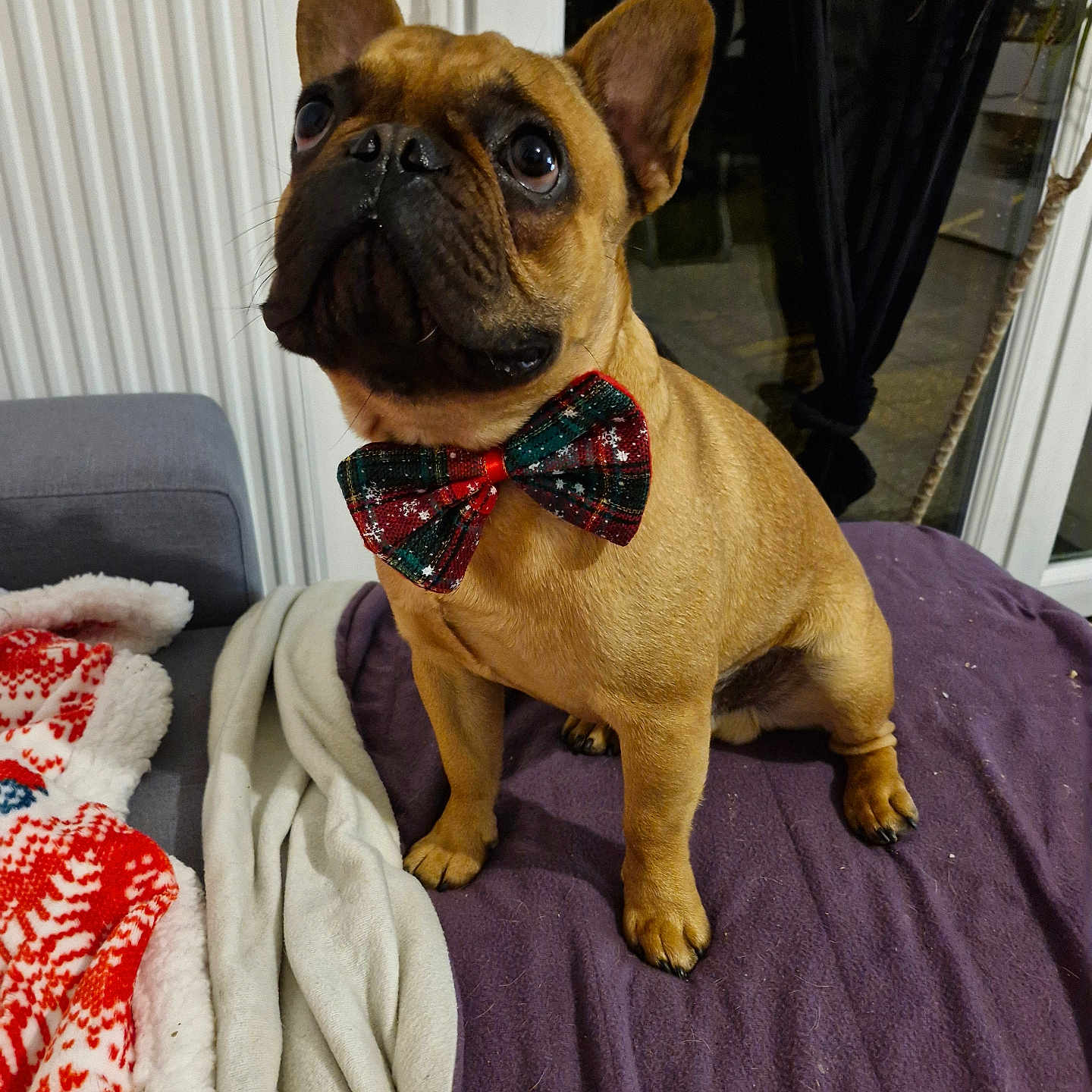 Vasco a rejoint le concours — aidez-le/la à gagner de superbes lots ! accessories, animal, bed, bowtie, boxer, bulldog, canine, couch, dog, formalwear, frenchbulldog, furniture, homedecor, hound, linen, pet, pitbull, pug, puppy, tie