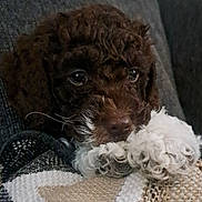 Charlie joined the competition — help win amazing prizes! animal, blanket, brown, calm, close_up, couch, cozy, curly_hair, cute, dog, fur, indoor, pet, portrait, puppy, resting, snuggling, soft, texture, white