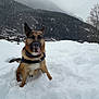 Leïko a rejoint le concours — aidez-le/la à gagner de superbes lots ! animal, canine, cloudy, cold, daytime, dog, forest, fur, german_shepherd, happy, landscape, mountains, nature, outdoor, pet, playful, snow, tongue_out, trees, winter