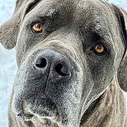 Beau joined the competition — help win amazing prizes! animal, brown_eyes, canine, close_up, curious, dog, drool, ears, expression, fur, grey_coat, looking_up, muzzle, outdoor, pet, portrait, snout, snow, whiskers, winter