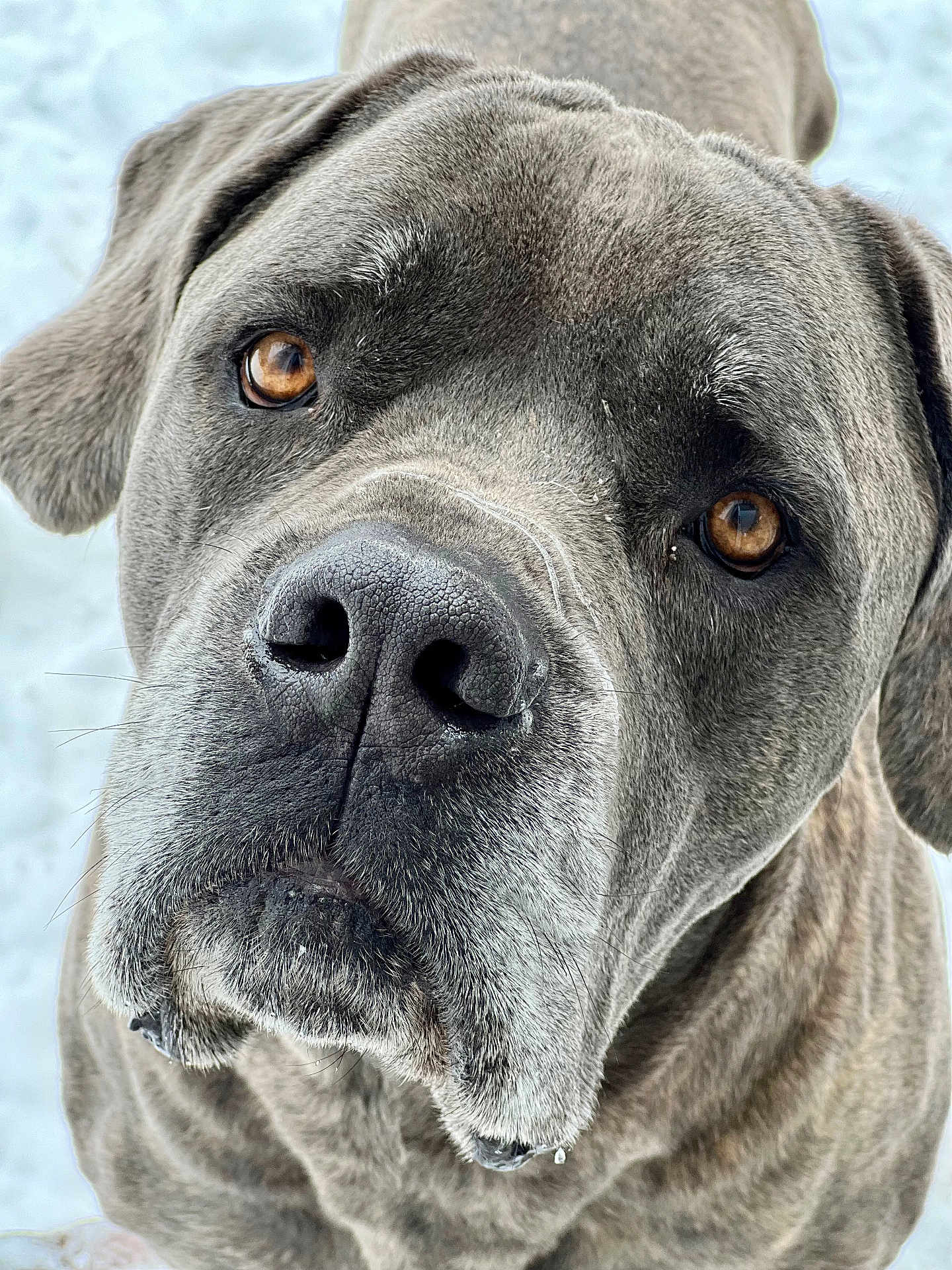 Beau