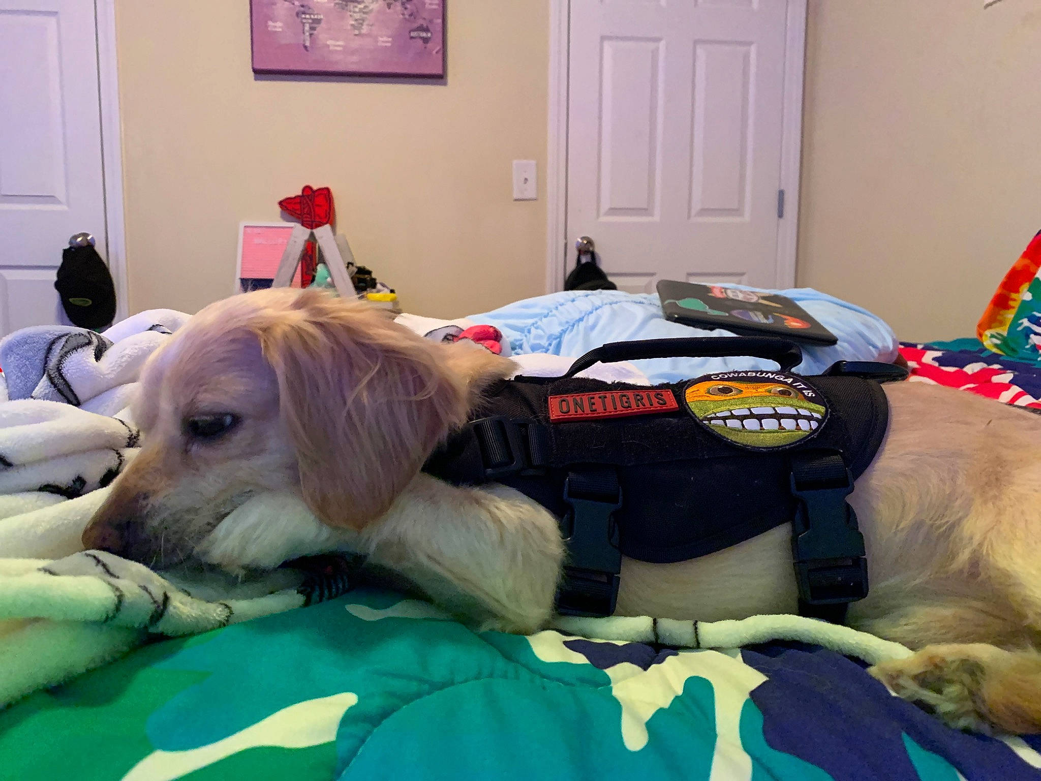 Max joined the competition — help win amazing prizes! canidae, carnivore, companion_dog, dog, dog_breed, labrador_retriever, maltese, puppy, puppy_love, retriever, snout, sporting_group