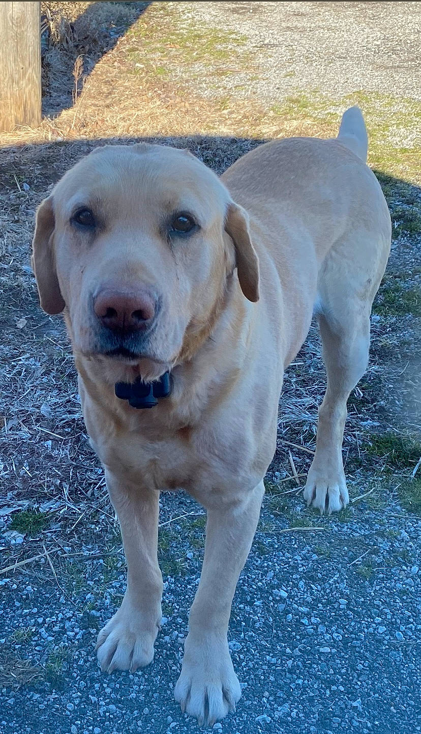 Jason joined the competition — help win amazing prizes! canidae, carnivore, companion_dog, dog, dog_breed, electric_blue, fawn, grass, hunting_dog, labrador_retriever, plant, snout, soil, sporting_group, tail, whiskers, working_animal