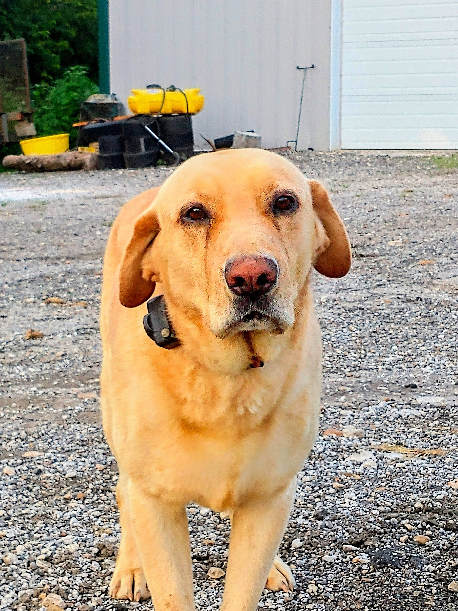 Jason is registered to the contest to win money with this photo: ancient_dog_breeds, asphalt, bench, carnivore, companion_dog, dog, dog_breed, fawn, flowerpot, grass, guard_dog, houseplant, plant, road_surface, snout, sporting_group, tree, whiskers, working_animal, working_dog