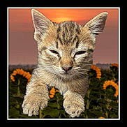 Tiger joined the competition — help win amazing prizes! kitten, cat, sunflower, flower_field, sunset, close_up, animal, outdoor, nature, pet, fur, whiskers, paws, sky, flora, young, cute, peaceful, golden_hour, portrait