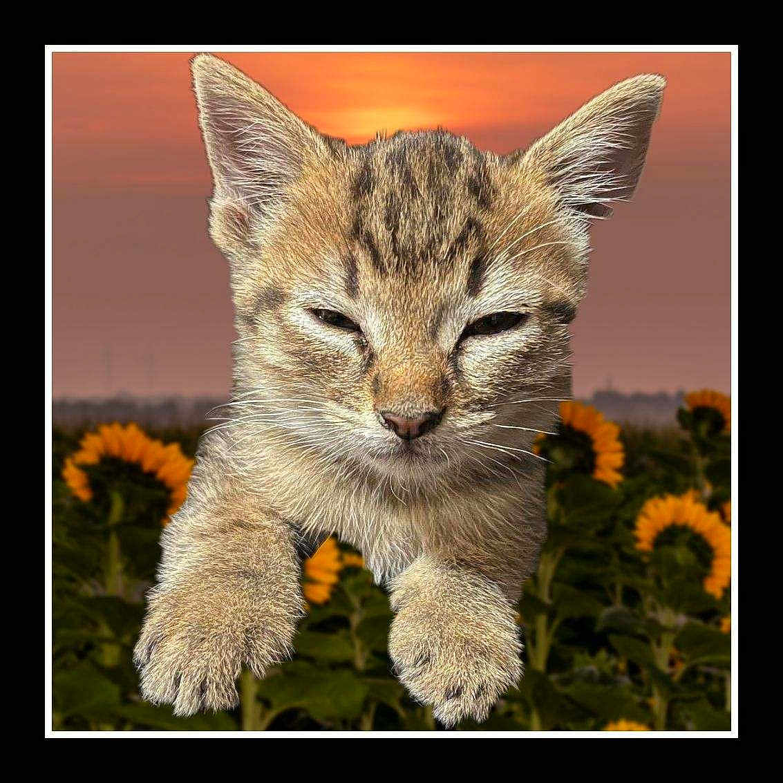 Tiger joined the competition — help win amazing prizes! kitten, cat, sunflower, flower_field, sunset, close_up, animal, outdoor, nature, pet, fur, whiskers, paws, sky, flora, young, cute, peaceful, golden_hour, portrait