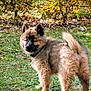 Aélia a rejoint le concours — aidez-le/la à gagner de superbes lots ! puppy, dog, fluffy, grass, outdoor, autumn, leaves, curious, pet, animal, nature, young_dog, canine, fur, tail, ears, standing, daylight, greenery, back_view