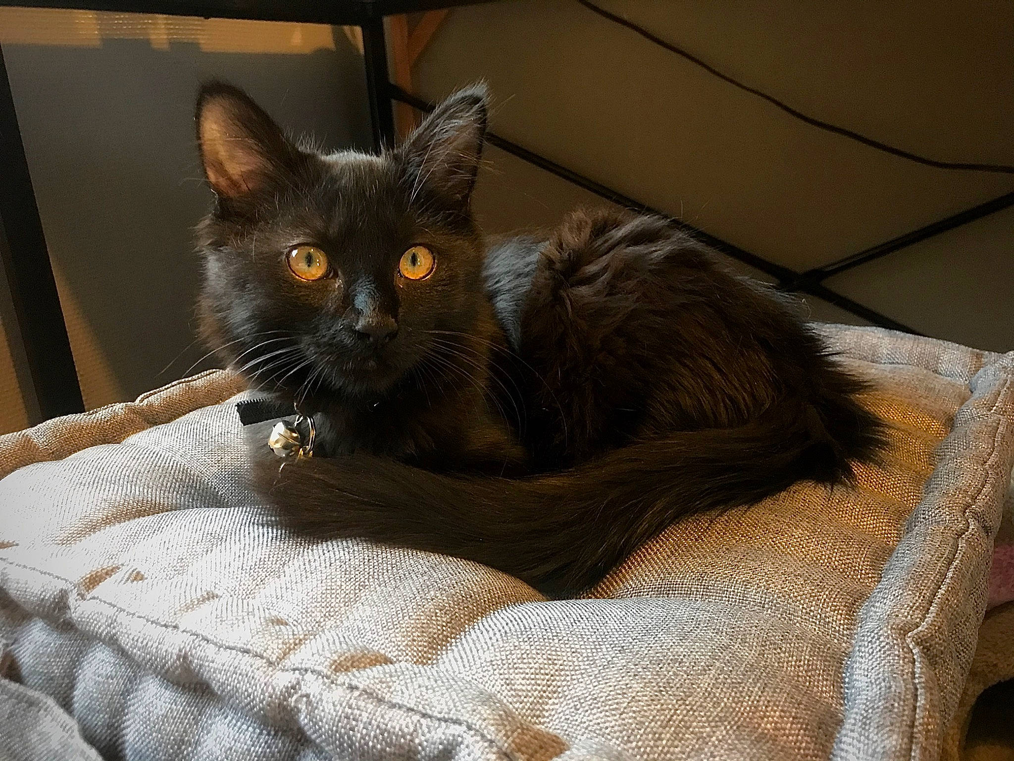 Pilou participe au concours pour gagner de l'argent avec cette photo : asian, black_cat, burmese, carnivore, cat, chartreux, claw, domestic_short_haired_cat, fawn, felidae, havana_brown, kitten, korat, mammal, nebelung, russian_blue, small_to_medium_sized_cats, vertebrate, whiskers