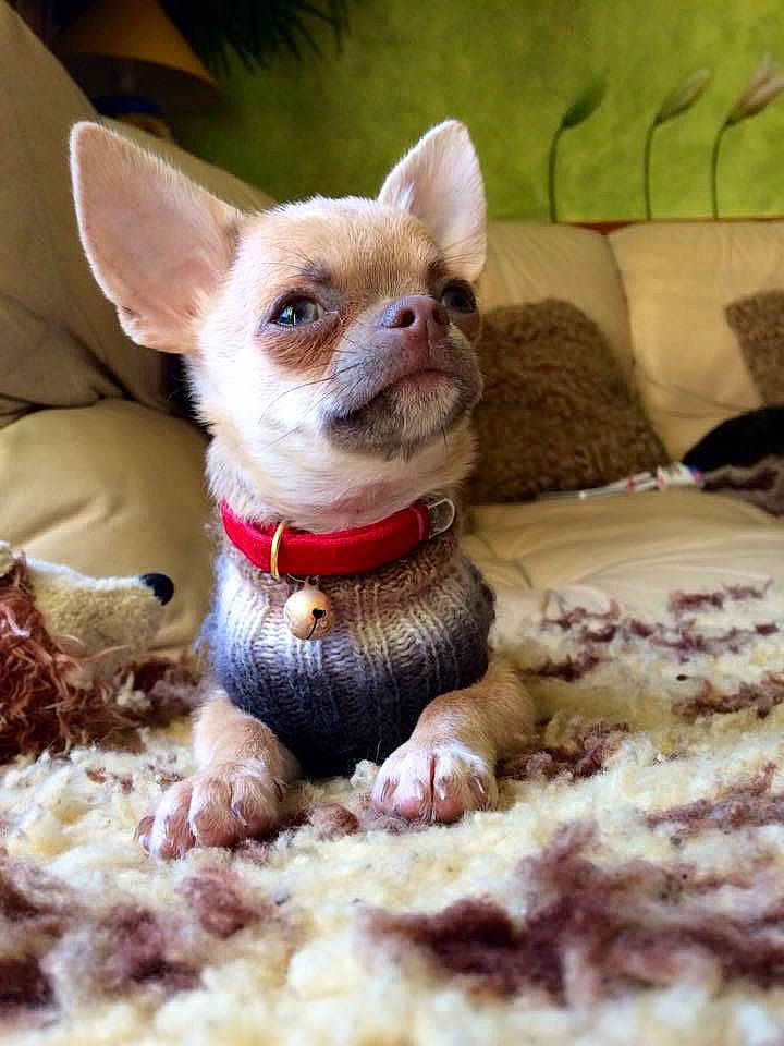 Mikado a rejoint le concours — aidez-le/la à gagner de superbes lots ! canidae, carnivore, chihuahua, companion_dog, corgi_chihuahua, dog, dog_breed, dog_clothes, ear, fawn, mammal, puppy, russkiy_toy, snout, toy_dog, vertebrate, whiskers