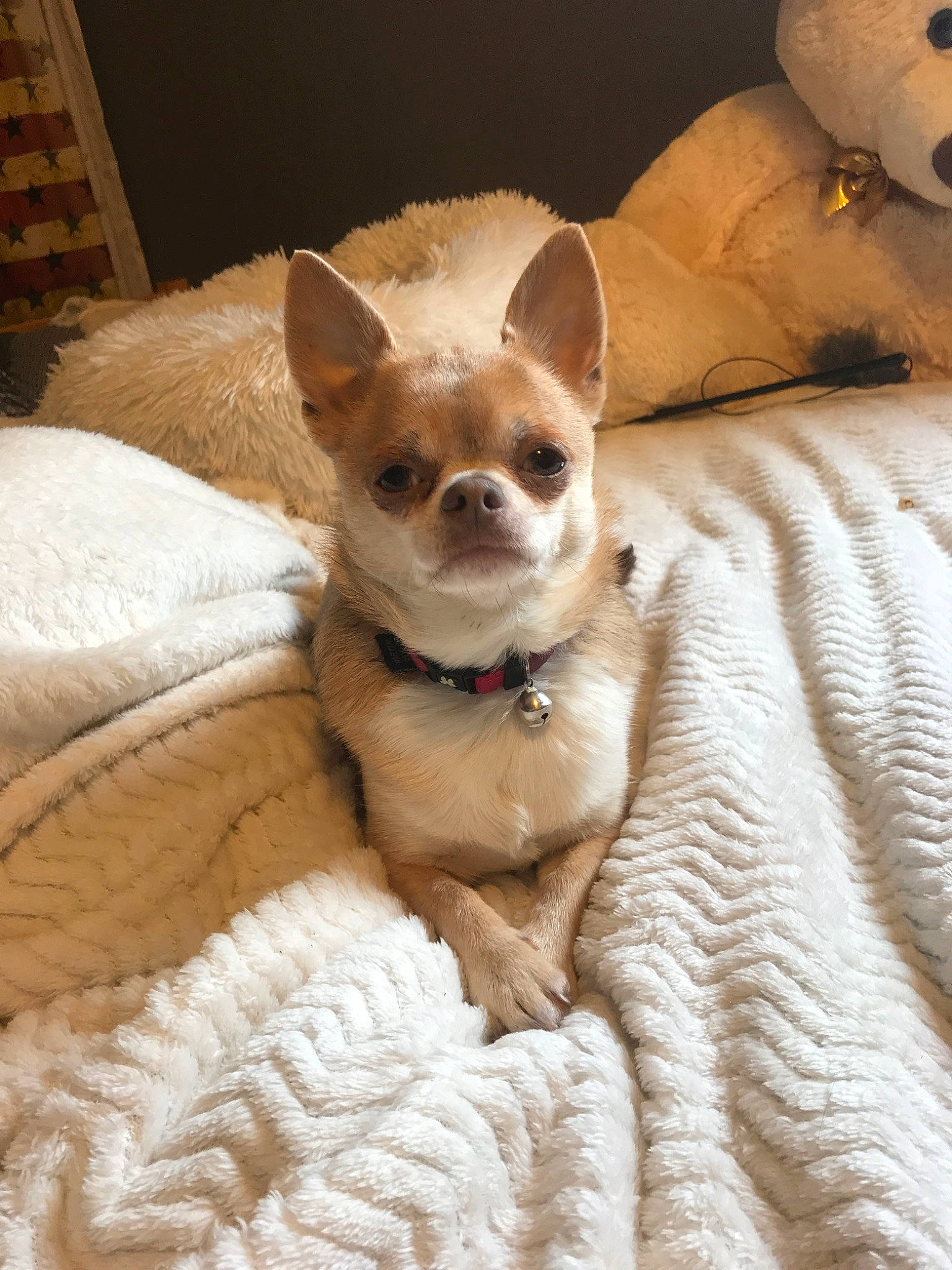 Mikado participe au concours pour gagner de l'argent avec cette photo : bed, canidae, carnivore, chihuahua, companion_dog, corgi_chihuahua, dog, dog_breed, ear, fawn, fur, mammal, puppy, skin, snout, toy_dog, vertebrate, whiskers