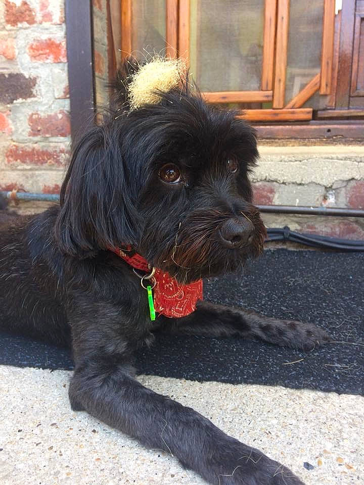 Gamin participe au concours pour gagner de l'argent avec cette photo : affenpinscher, canidae, carnivore, dog, dog_breed, mammal, puppy, schnoodle, snout, sporting_group, terrier, vertebrate