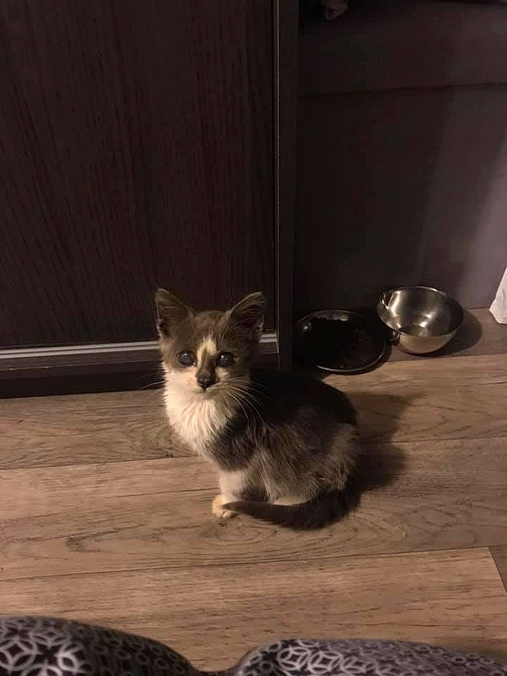 Pustule participe au concours pour gagner de l'argent avec cette photo : carnivore, cat, domestic_long_haired_cat, european_shorthair, fawn, felidae, floor, flooring, fur, kitten, maine_coon, munchkin, norwegian_forest_cat, ragamuffin, small_to_medium_sized_cats, snout, tail, whiskers