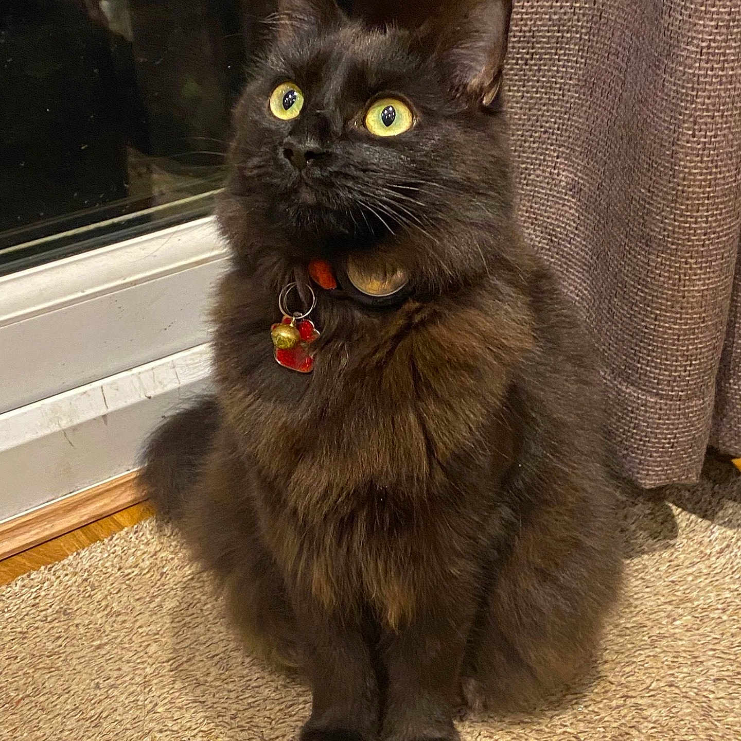 Misty is registered to the contest to win money with this photo: animal, black_cat, carpet, cat, charm, close_up, collar, curious, domestic_cat, feline, fluffy, fur, glass_door, home, indoor, looking_up, pet, sitting, window, yellow_eyes