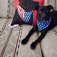 Cooper joined the competition — help win amazing prizes! dog, black_dog, bandana, blue_bandana, stars, pillow, couch, striped_couch, indoor, pet, animal, relaxed, laying_down, fur, ears, eyes, front_legs, home, comfort, decor