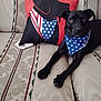 dog, black_dog, bandana, blue_bandana, stars, pillow, couch, striped_couch, indoor, pet, animal, relaxed, laying_down, fur, ears, eyes, front_legs, home, comfort, decor