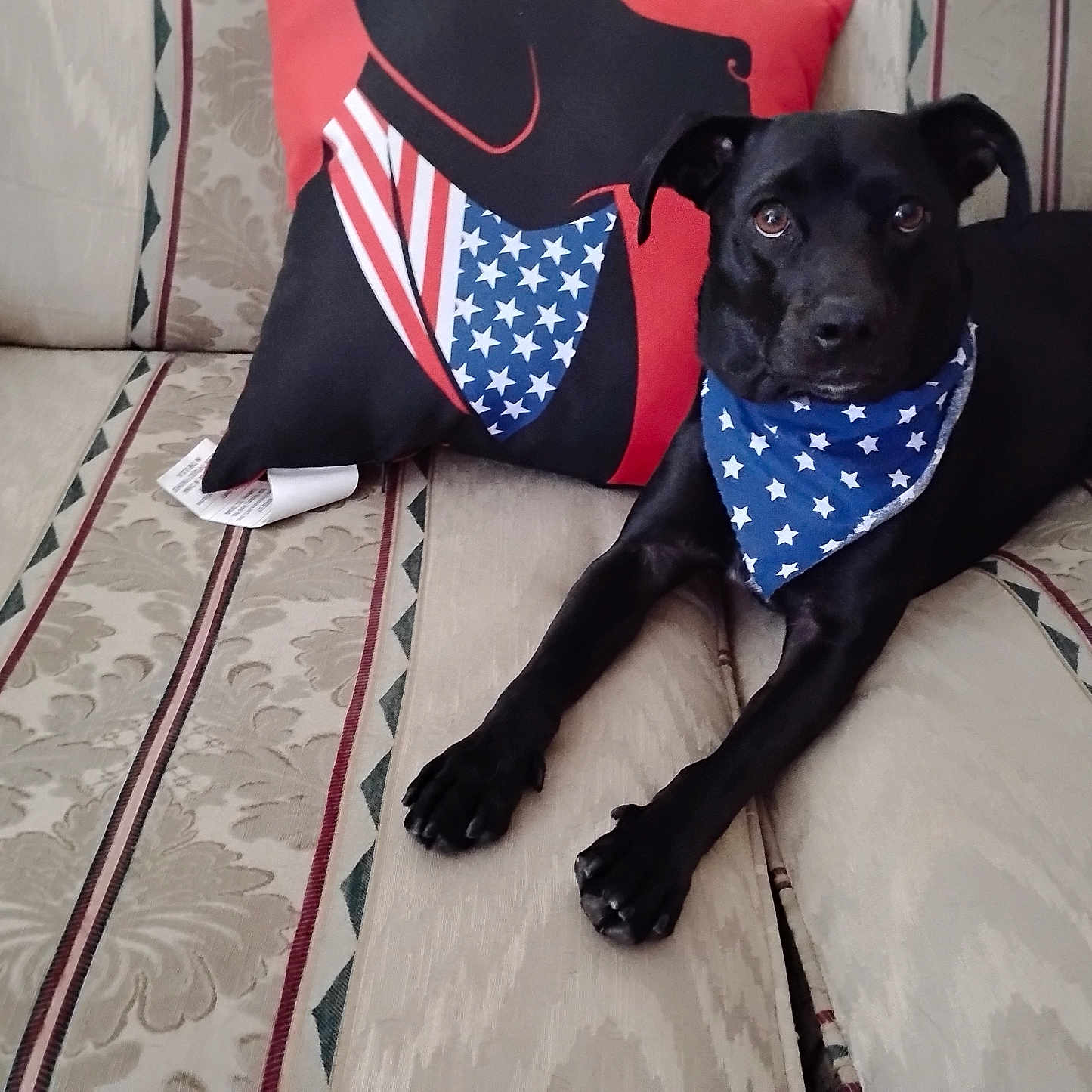 Cooper joined the competition — help win amazing prizes! animal, bandana, black_dog, blue_bandana, comfort, couch, decor, dog, ears, eyes, front_legs, fur, home, indoor, laying_down, pet, pillow, relaxed, stars, striped_couch