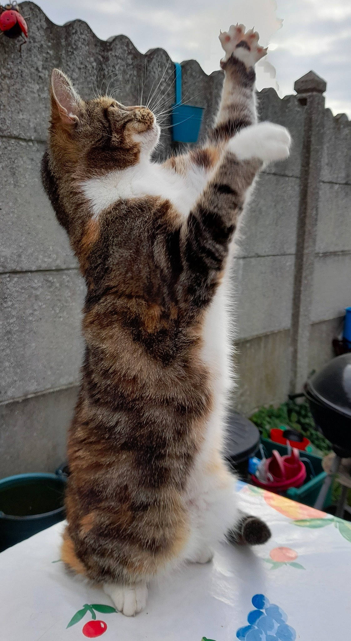 Plumette a rejoint le concours — aidez-le/la à gagner de superbes lots ! carnivore, cat, claw, domestic_short_haired_cat, felidae, foot, fur, paw, small_to_medium_sized_cats, snout, tail, terrestrial_animal, whiskers