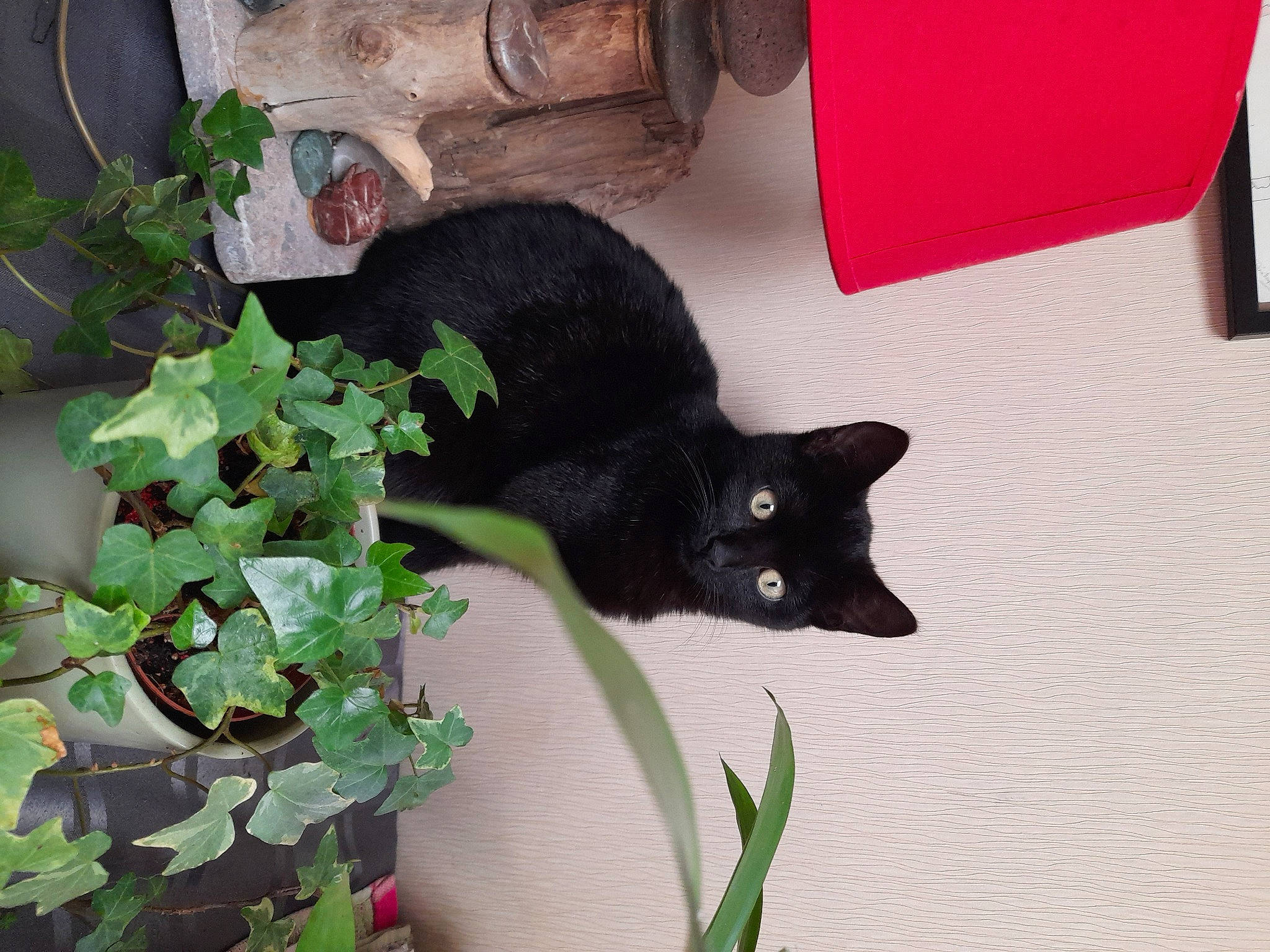 Salem participe au concours pour gagner de l'argent avec cette photo : annual_plant, black_cat, bombay, carmine, carnivore, cat, domestic_short_haired_cat, felidae, flowerpot, fur, grass, groundcover, havana_brown, herb, houseplant, plant, small_to_medium_sized_cats, tail, terrestrial_animal, whiskers