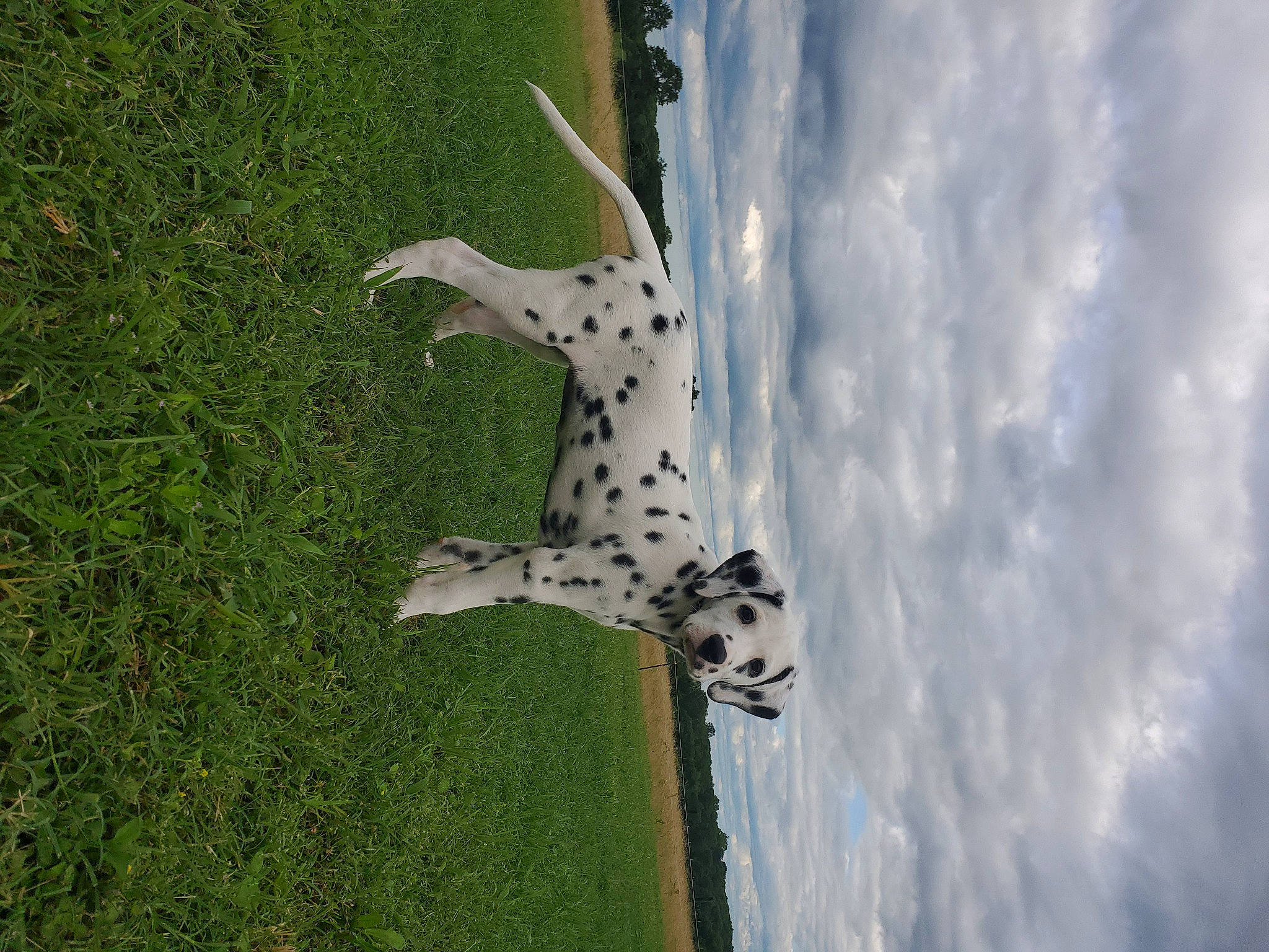 June is registered to the contest to win money with this photo: adaptation, fawn, green, non_sporting_group, organism, plant, snout, water, wildlife