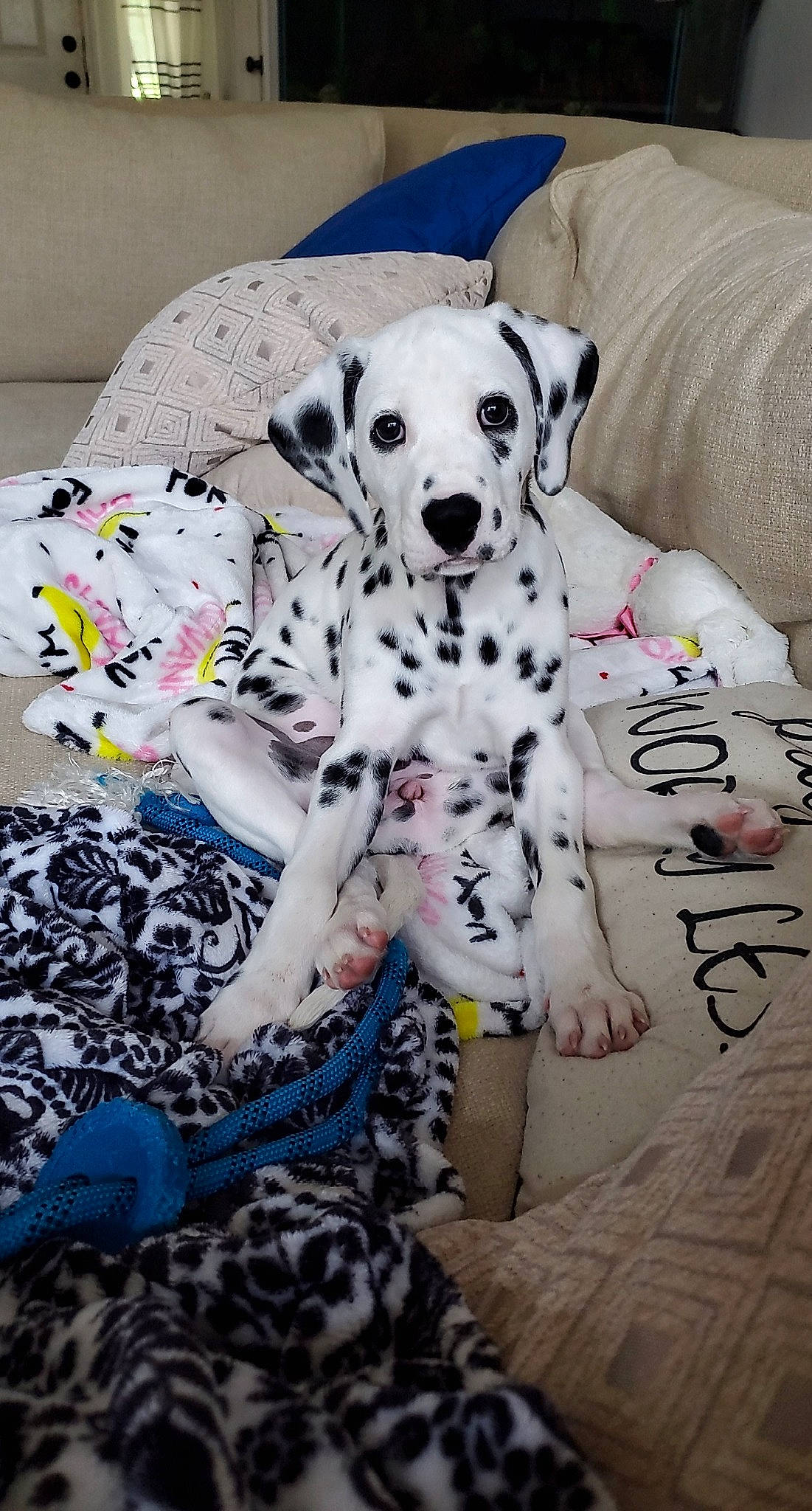June joined the competition — help win amazing prizes! canidae, carnivore, companion_dog, dalmatian, dog, dog_breed, mammal, non_sporting_group, puppy